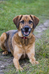 Fototapeta premium Hund - Mischling