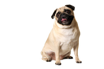 Obraz premium Happy Dog