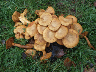 grzyby, mushrooms