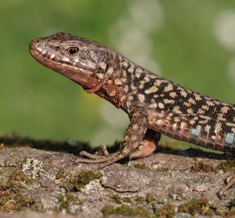 Aufmerksamkeit