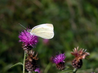 Kohlweißling Schmetterling