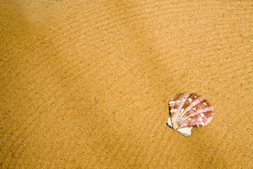 Fototapeta na wymiar Beach sand with sea shell