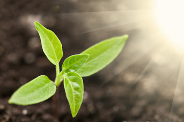 plant