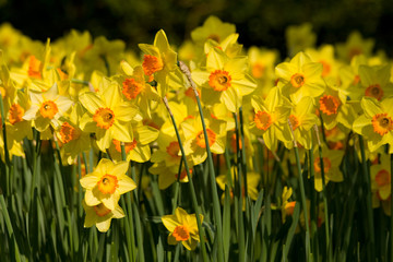 Obraz premium a field of daffodils