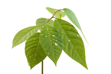 green leaves with dew drops on white background