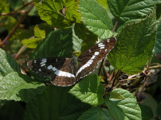 Kleiner Eisvogel Schmetterling
