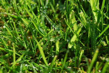 Herbe verte