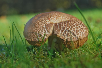 Champignon
