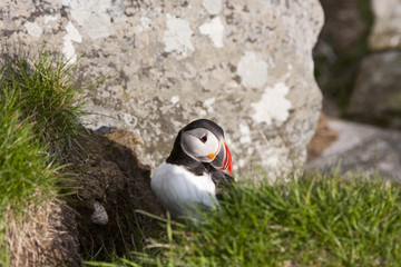 Atlantic Puffin