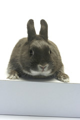 Lapin nain