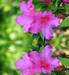 ツツジ（ピンク）