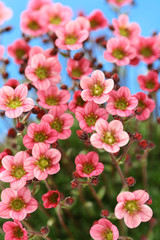 Obraz premium little pink