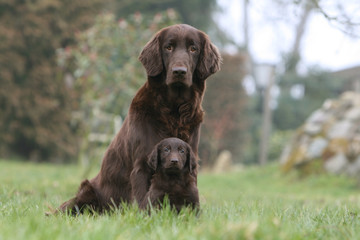 flat coated retriever et son chiot de face assis à la campagne