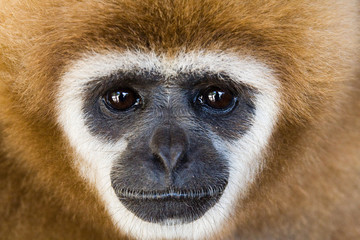 Gibbon