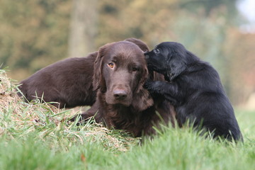 m&egrave;re flat coated retriever avec ses chiens sur le dos