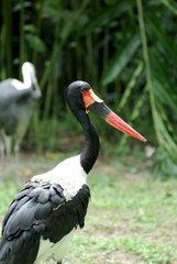 Saddlebill Stork (Ephippiorhynchus Senegalensis)