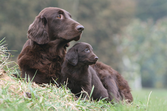 m&egrave;re et chiot regardent ensemble dans la m&ecirc;me direction