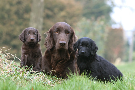 famille de flat coated retriever ensemble de face