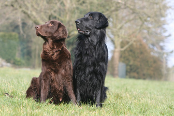 flat coated retriever assis c&ocirc;te &agrave; c&ocirc;te regardant de c&ocirc;t&eacute;
