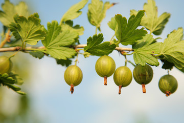 gooseberry branch