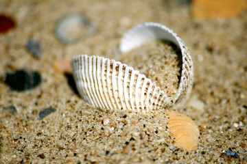 opened cockleshell on sandy coast