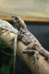 lizard on the branch