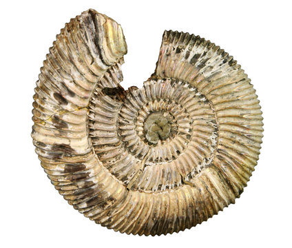 fossil sea shell