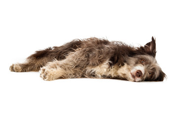 Bearded Collie isolated on a white background