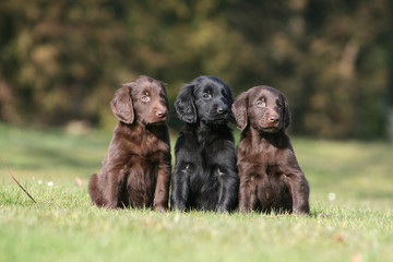 troid chiots flat coated retriever assis sagement c&ocirc;te &agrave; c&ocirc;te