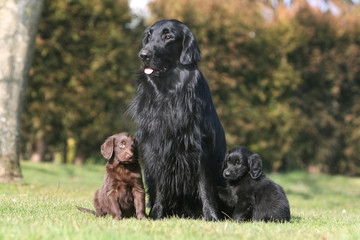 Fototapeta premium mére flat coated retriever et ses deux chiots de chaque côté