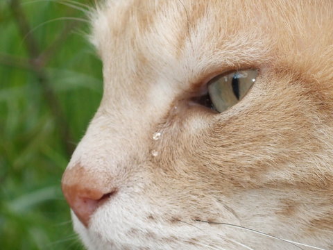chat qui pleure