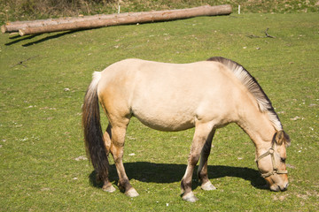 a nice horse grazing on meadow 2
