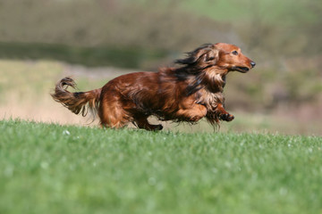 le teckel en train de courrir dans le jardin vu de profil