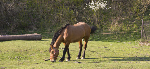 nice brown horse on meadow