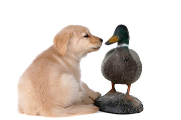 golden retriever puppy looking at a duck decoy
