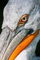 Detail Of Pelican