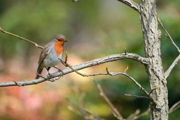 Lone Robin