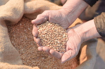 Wheat and hands of the old farmer