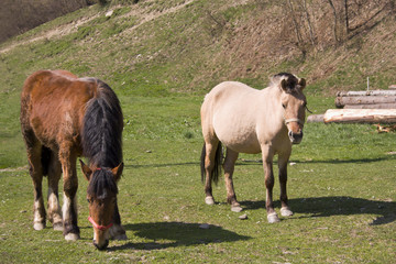 two horses on meadow