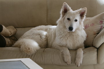 Berger blanc suisse couché sur un canapé