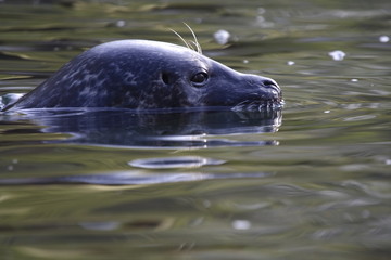 Fototapeta premium Seehund