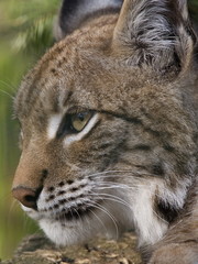 Obraz premium Luchs