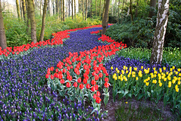 A colorful field of tulips and hyacinths in between trees.