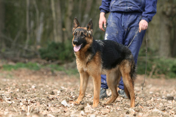 berger allemand en promenade dans la forêt avec son maître