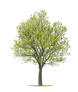 Walnut Tree