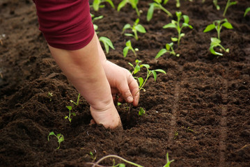 tomato seedlings