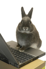 Lapin nain Webmaster