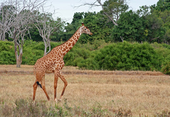 Giraffe im Tsavo Ost Nationalpark, Kenia