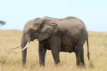 Naklejka na ściany i meble African elephant standing in a grass