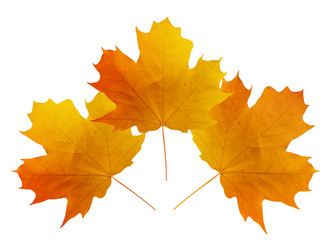 Leaves of a tree a maple